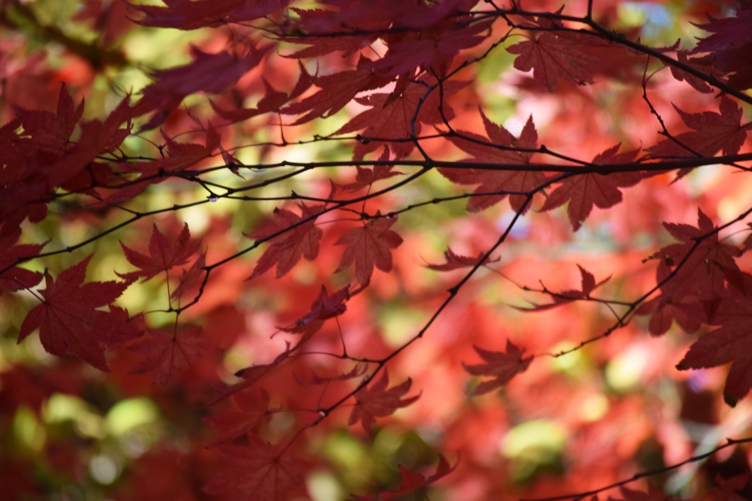 Beautiful red leaves